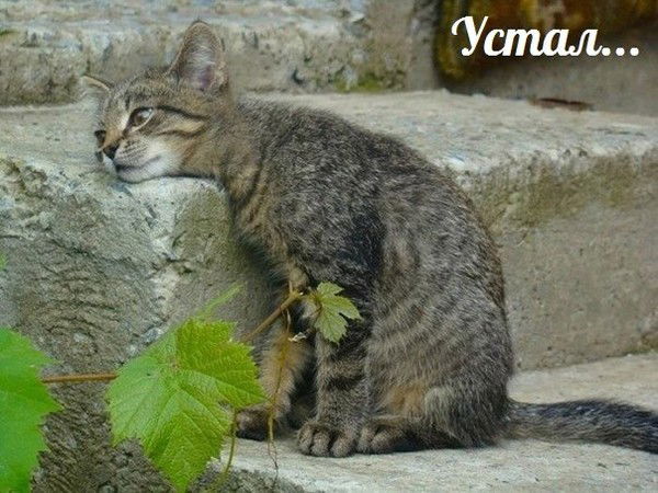 Ксения Зубкова