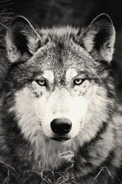 Самат Естаев