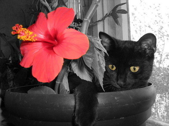 Лилия Ермолова