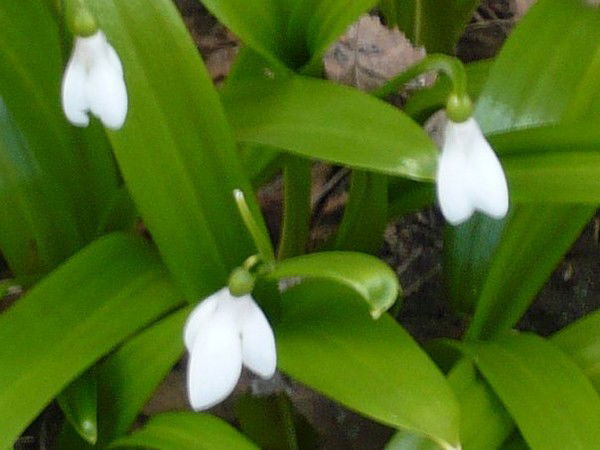 Юля Горбачева