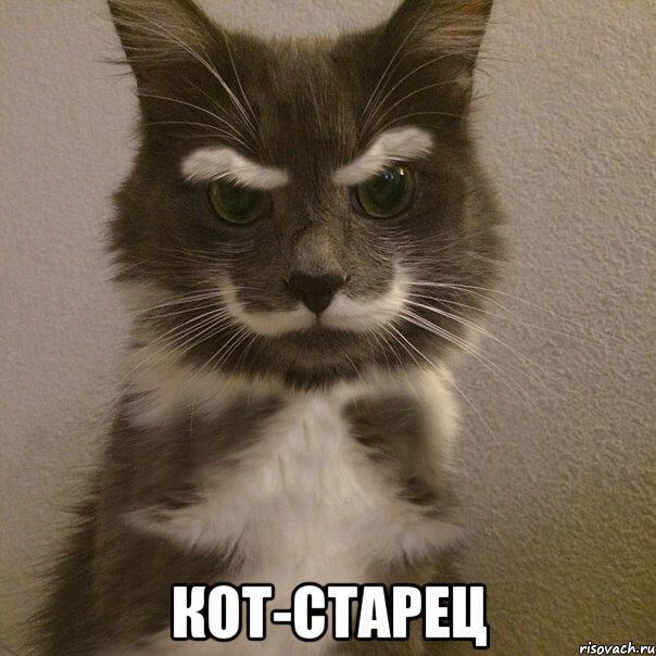 Оля Шевченко