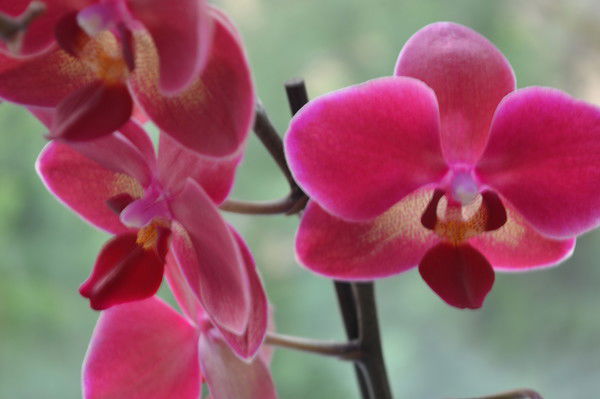 Надежда Стр-Кая