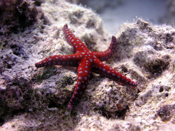 Сергей Лопатин