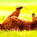 Андрей Рыбак