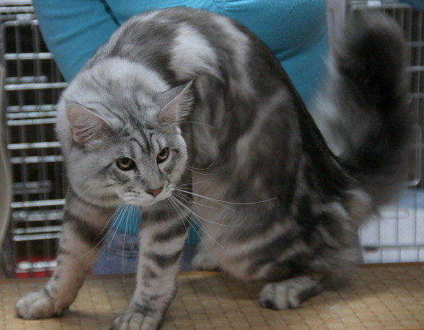 Валентина Котова