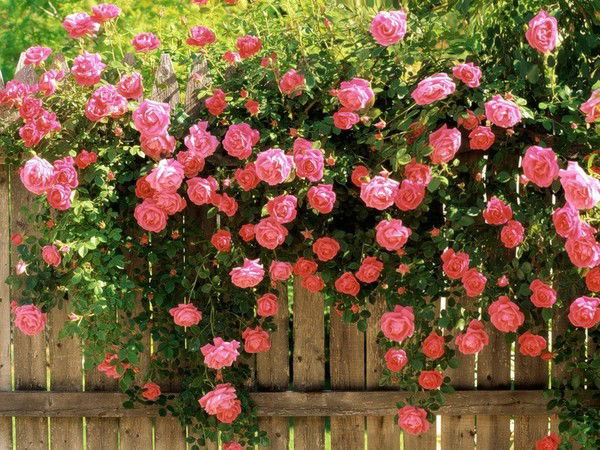 Нуркен Жунусов