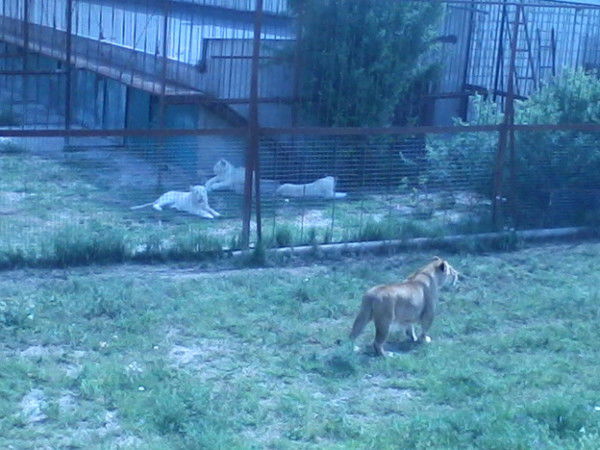 Иван Высотин