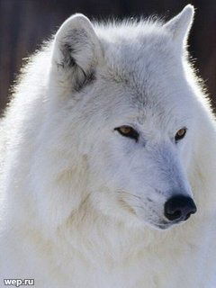 Гришков Павел