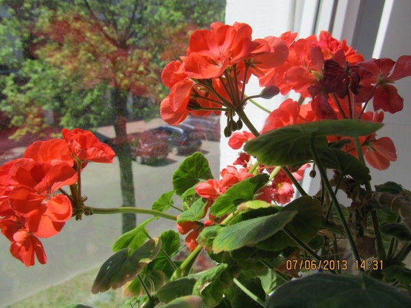 Галина Ягниш