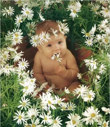 Маргаритка Куплевацкая