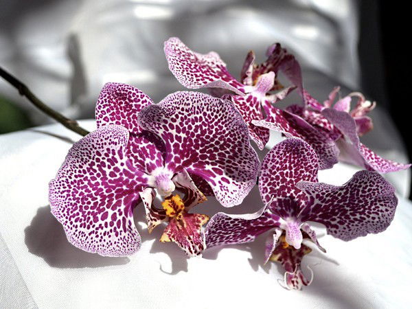 Светлана Мосунова