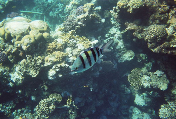 Елена Орехова