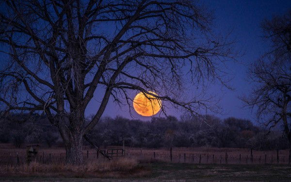 Георгий Коваленко