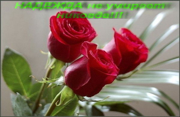 Надежда Клокова