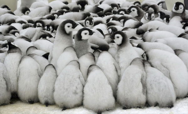 Евгений Ким