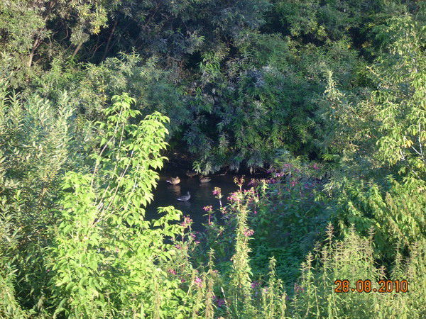 Николай Варавин