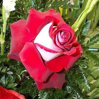 Маргарита Косарева