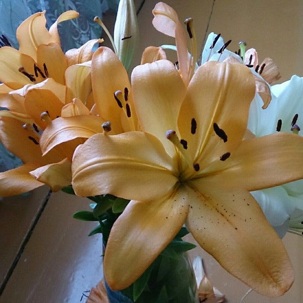 Татьяна Богданова