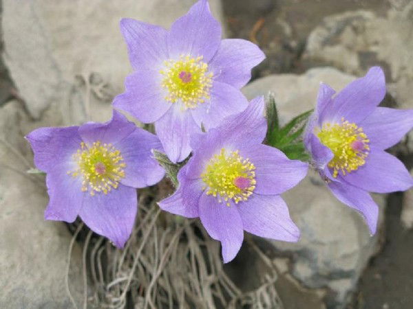 Вера Николаевна Филиппова