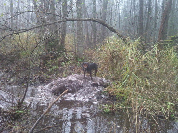 Николай Новосельцев