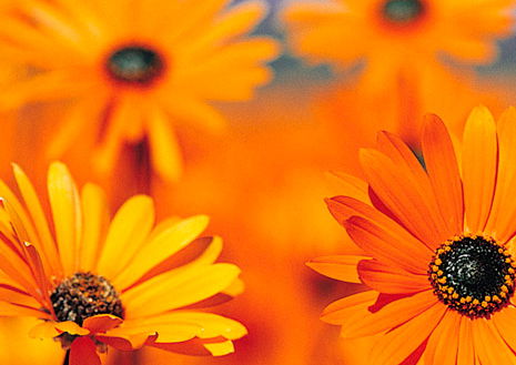 Семья Гариных