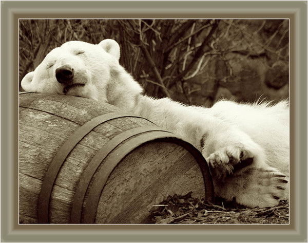 Андрей Голяшко