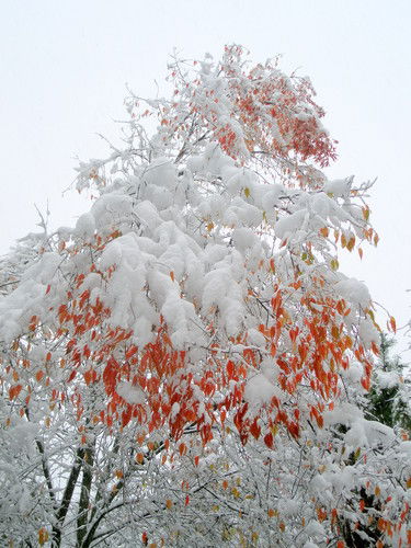 Николай Гусманов