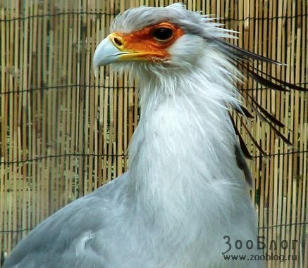 Николай Ламзин