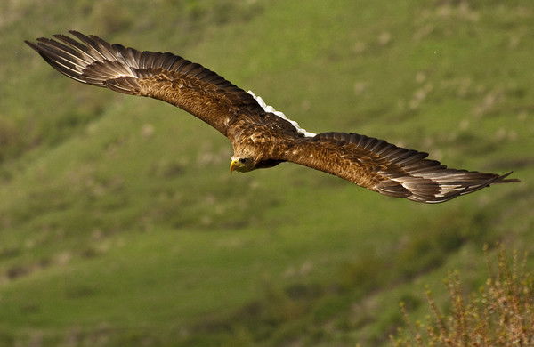 Алшын Тениз