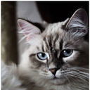 Невская Маскарадная