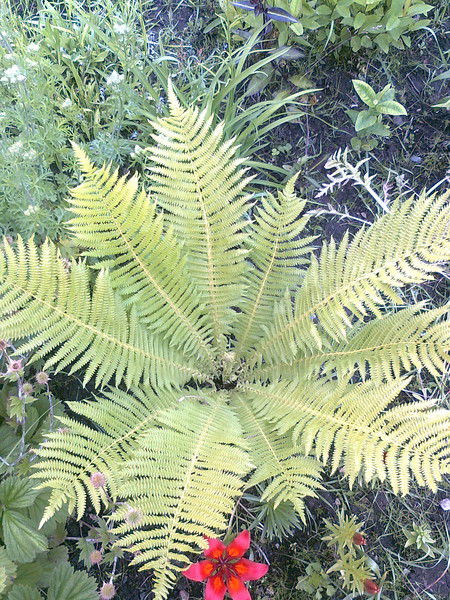 Пуртова Любовь