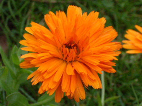 Светлана Романова