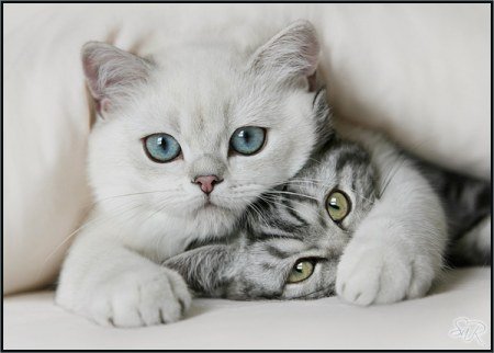 Анна Донцова