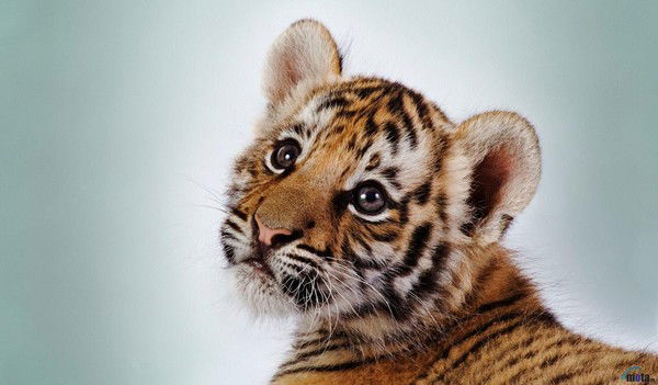 Александр Остриков