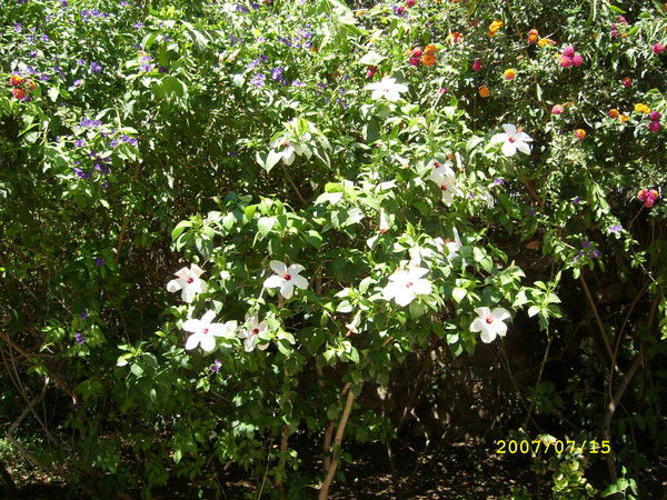 Оксана ********