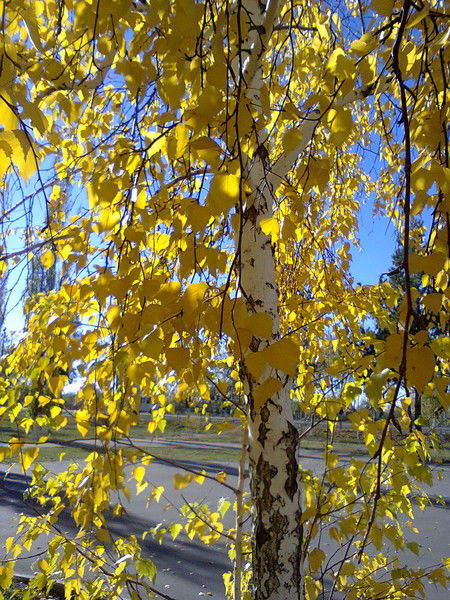 Гульсара Ххх