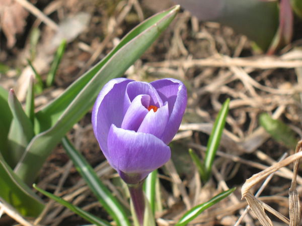 Арсеньева Анна