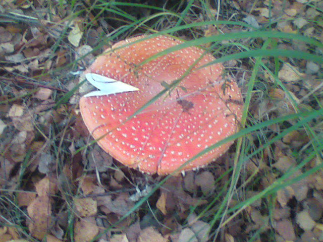 Олег Гришин