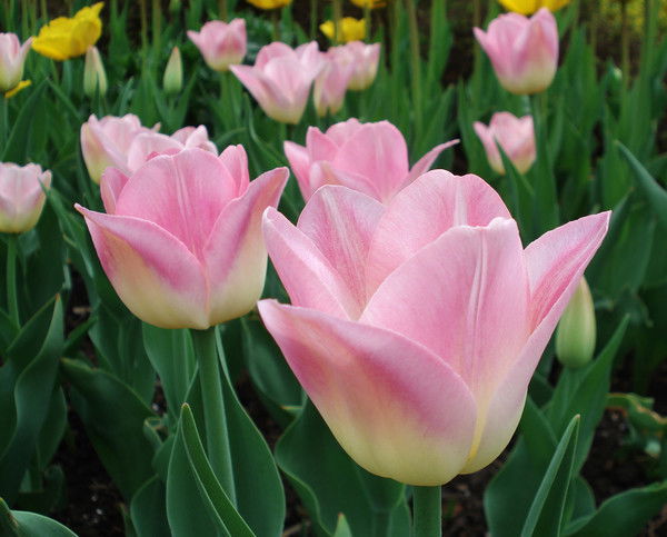 Аня Аннyшка