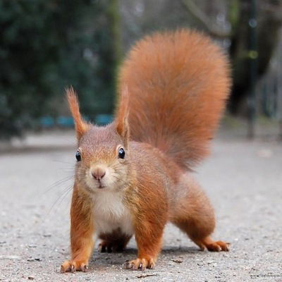 Андрей Шаповалов