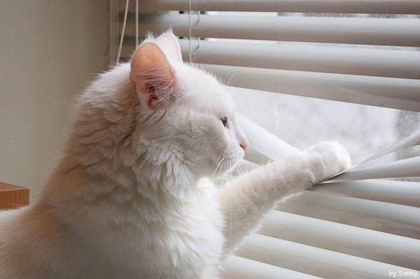 Ольга Агеева