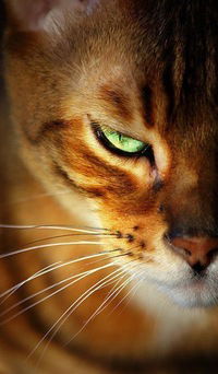 Даниил Нуянзин