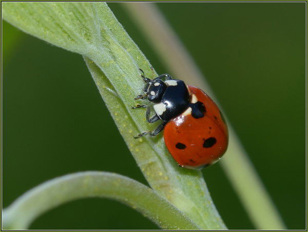 Эльмира Кураловна Шаменова