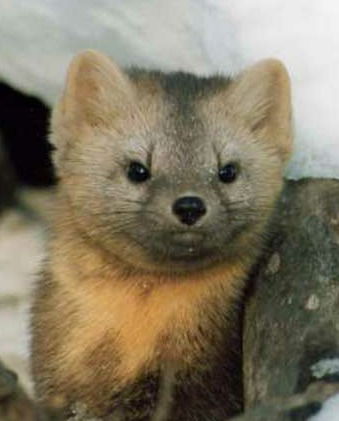 Валерий Соболь