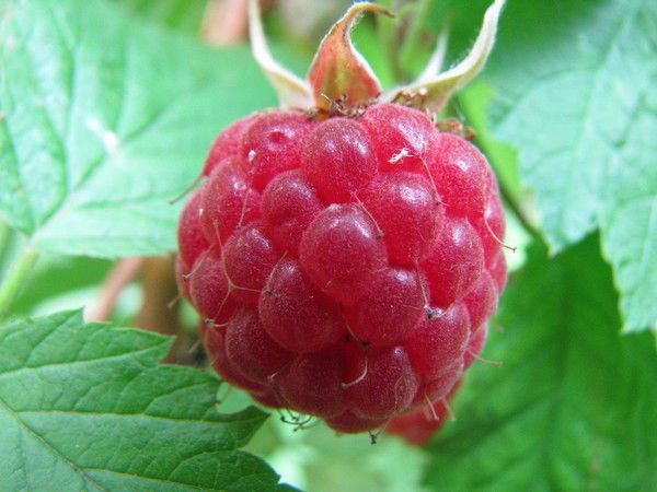 Наталья Масальцова