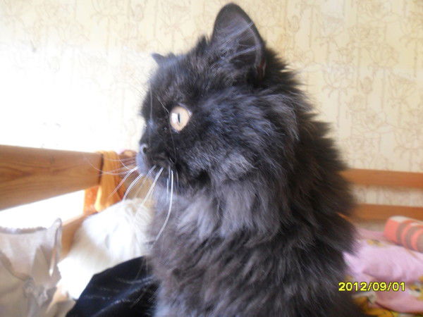 Марина Селедцова