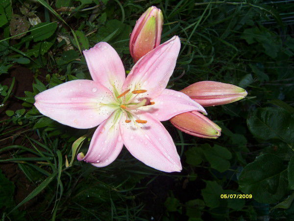 Екатерина Любавина