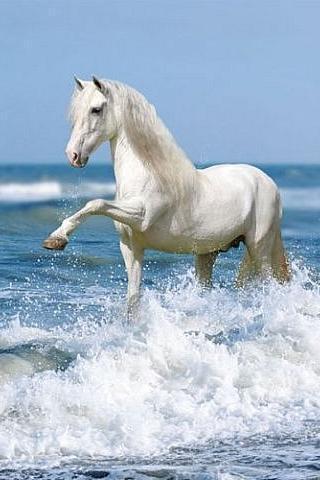 $ Адай Жары Бектемiс $