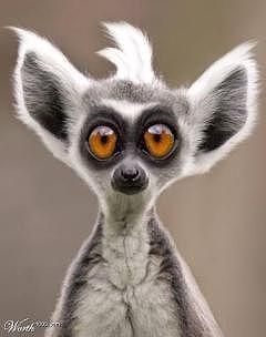 Татьяна Лисник