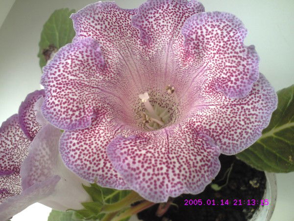 Елена Лементович